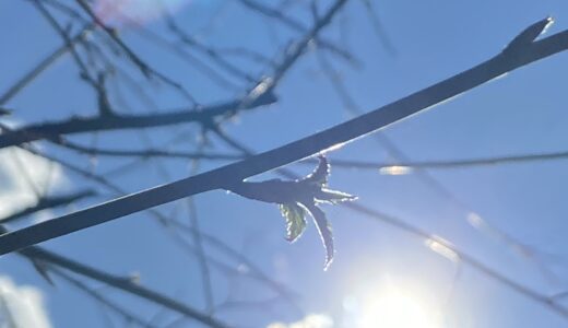 今年をゆったりとスタートする